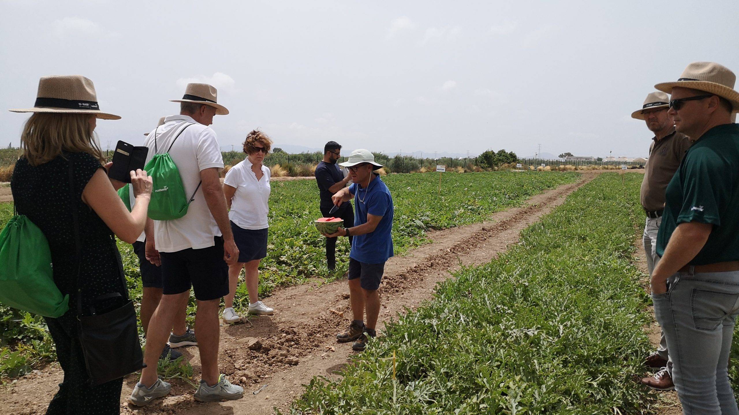 basf befe sandia melon la palma